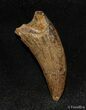 Inch Nanotyrannus (Juvenile T-Rex) Tooth #1495-1
